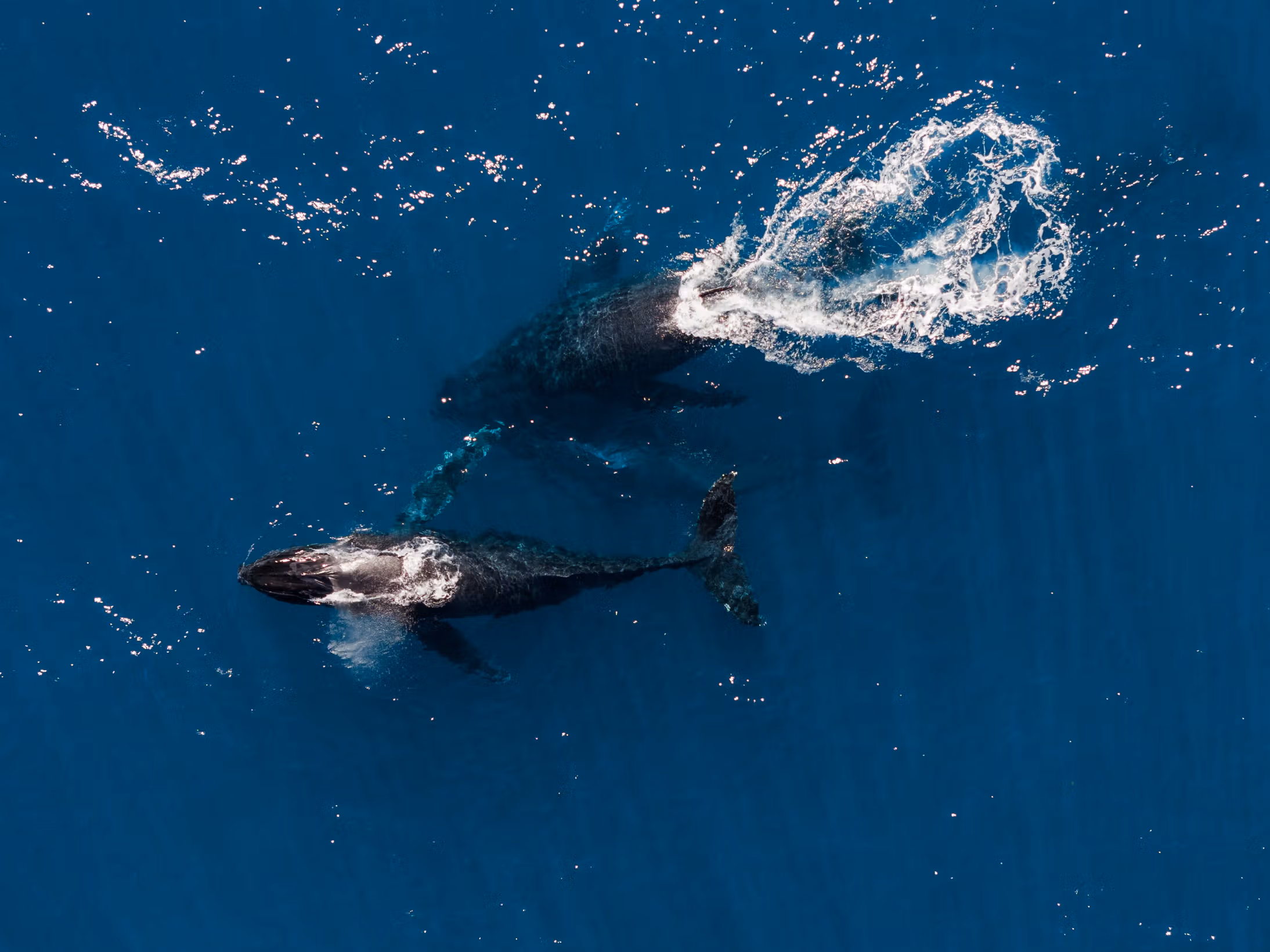 6cac394aa53f44c074fdc5393a45721b364116bf-3500x2625