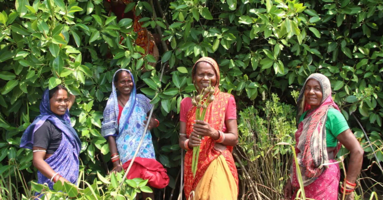 odisha-mangroves-2026-07-01-18-15-10